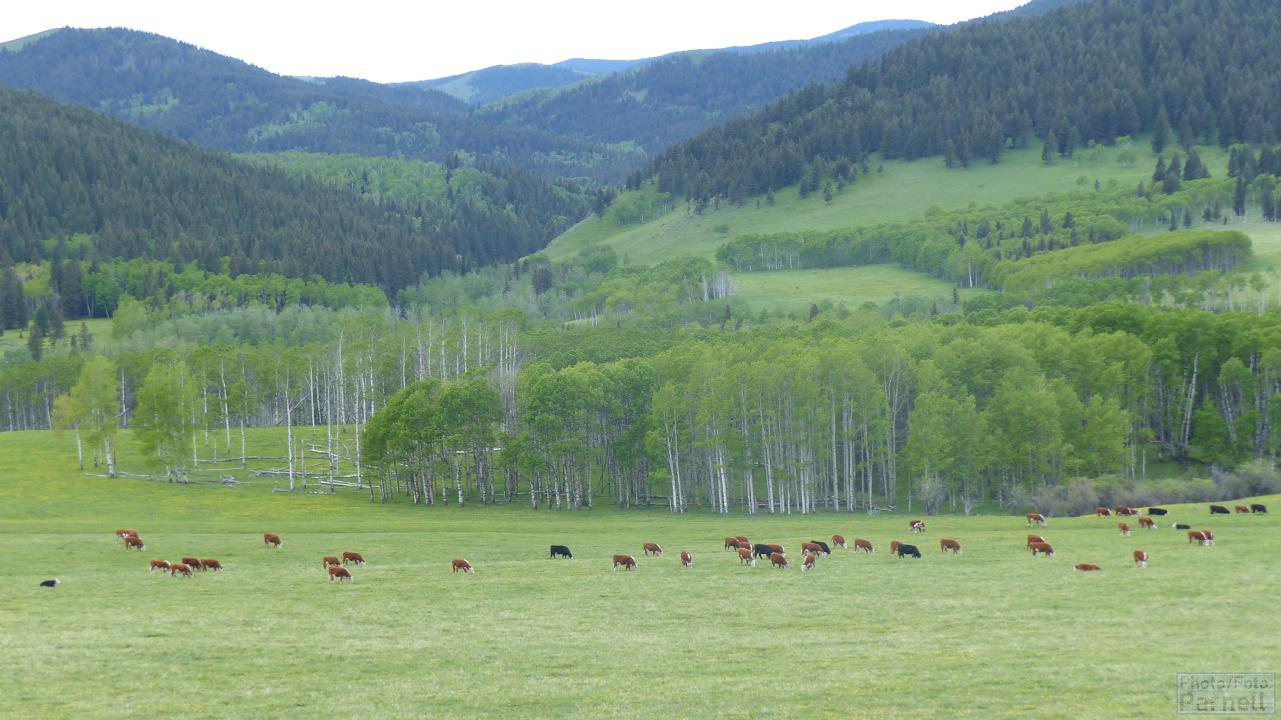 Cattle graze on a wide pasture with mountains and trees rising up directly behind them.