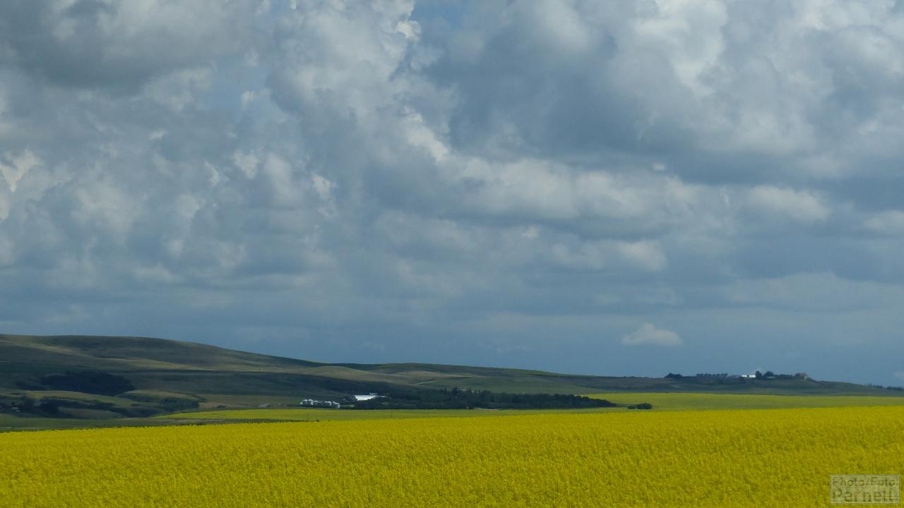 Two farmyards at the edge of a low range of hills behind large yellow fields of canola (rapeseed) in flower.