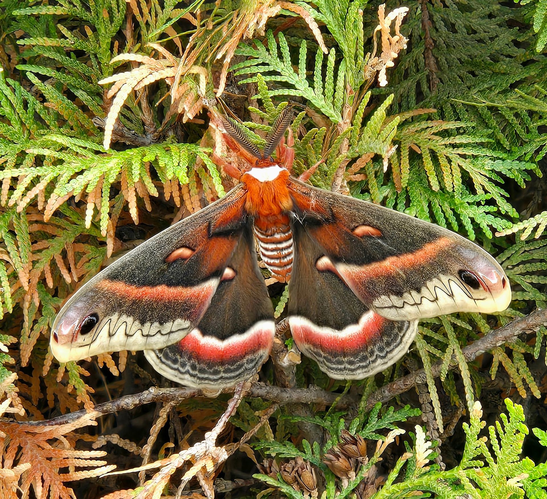 Cecropia moth with brown, red, and white markings resting on green cedar branches.