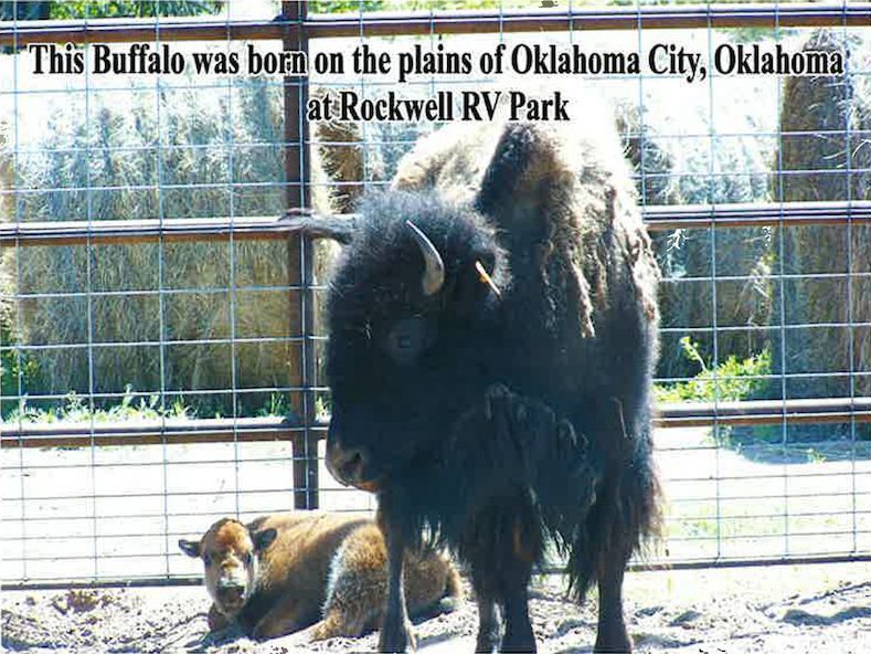 A bison standing next to a baby bison at rockwell rv park in oklahoma