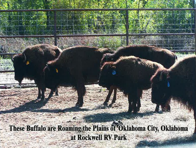 A herd of bison roaming the plains of oklahoma city