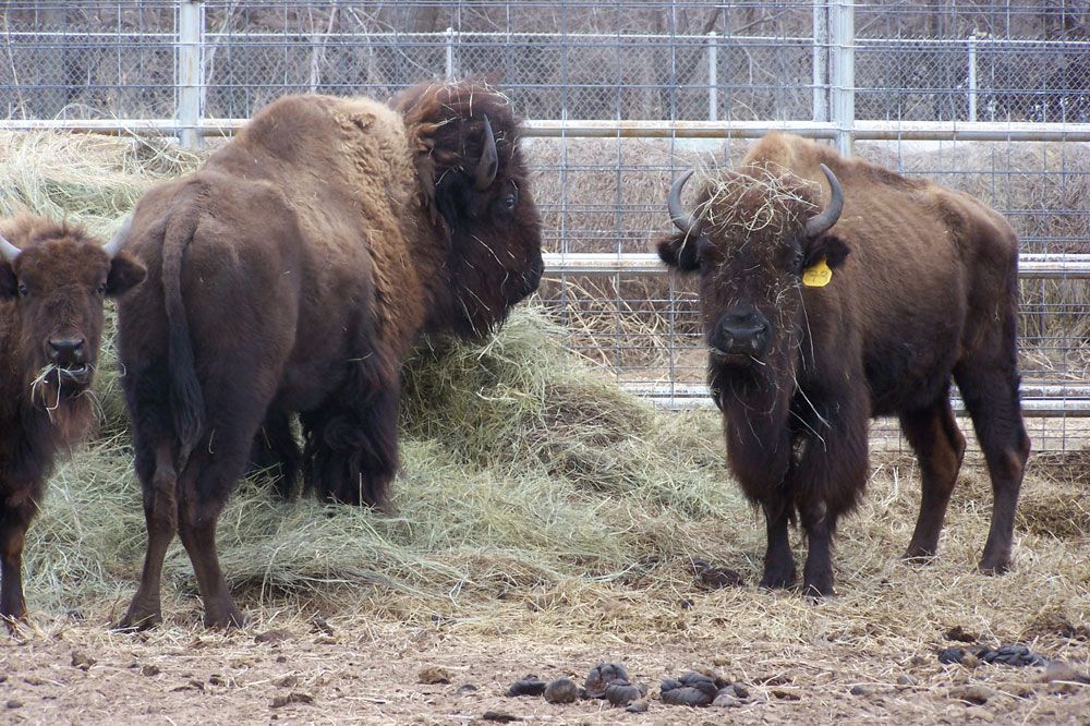 A herd of bison standing next to each other in a fenced in area