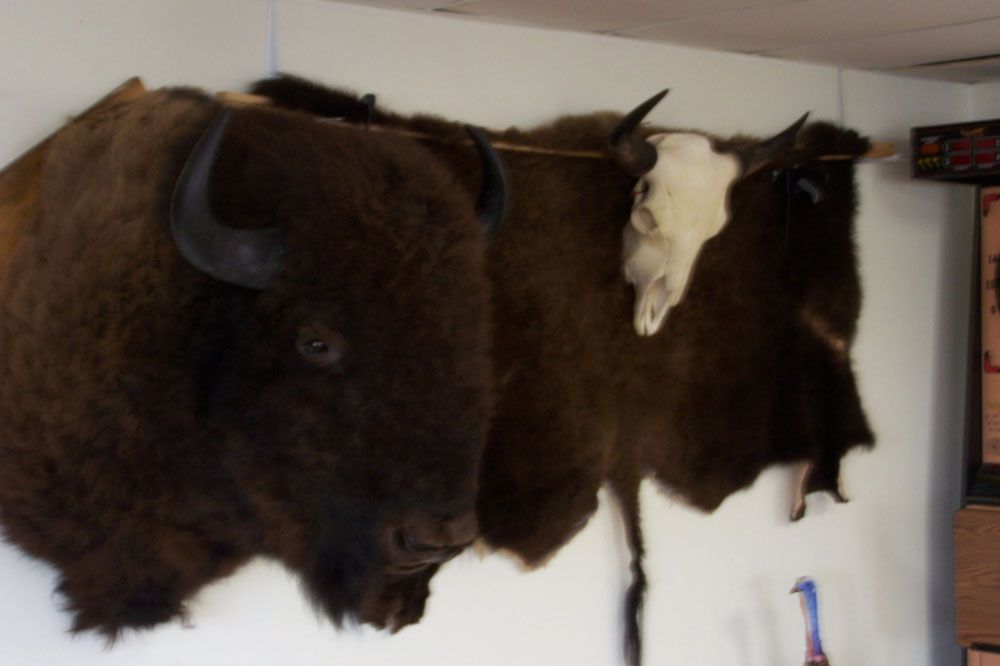 A bison head hanging on a wall next to a skull