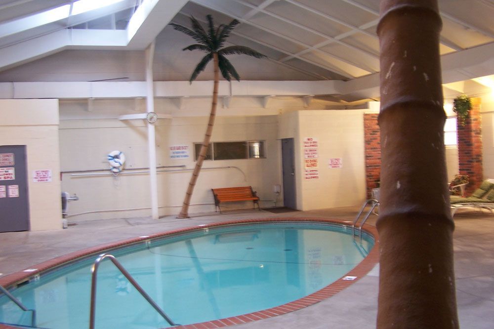 An indoor swimming pool with a palm tree in the background