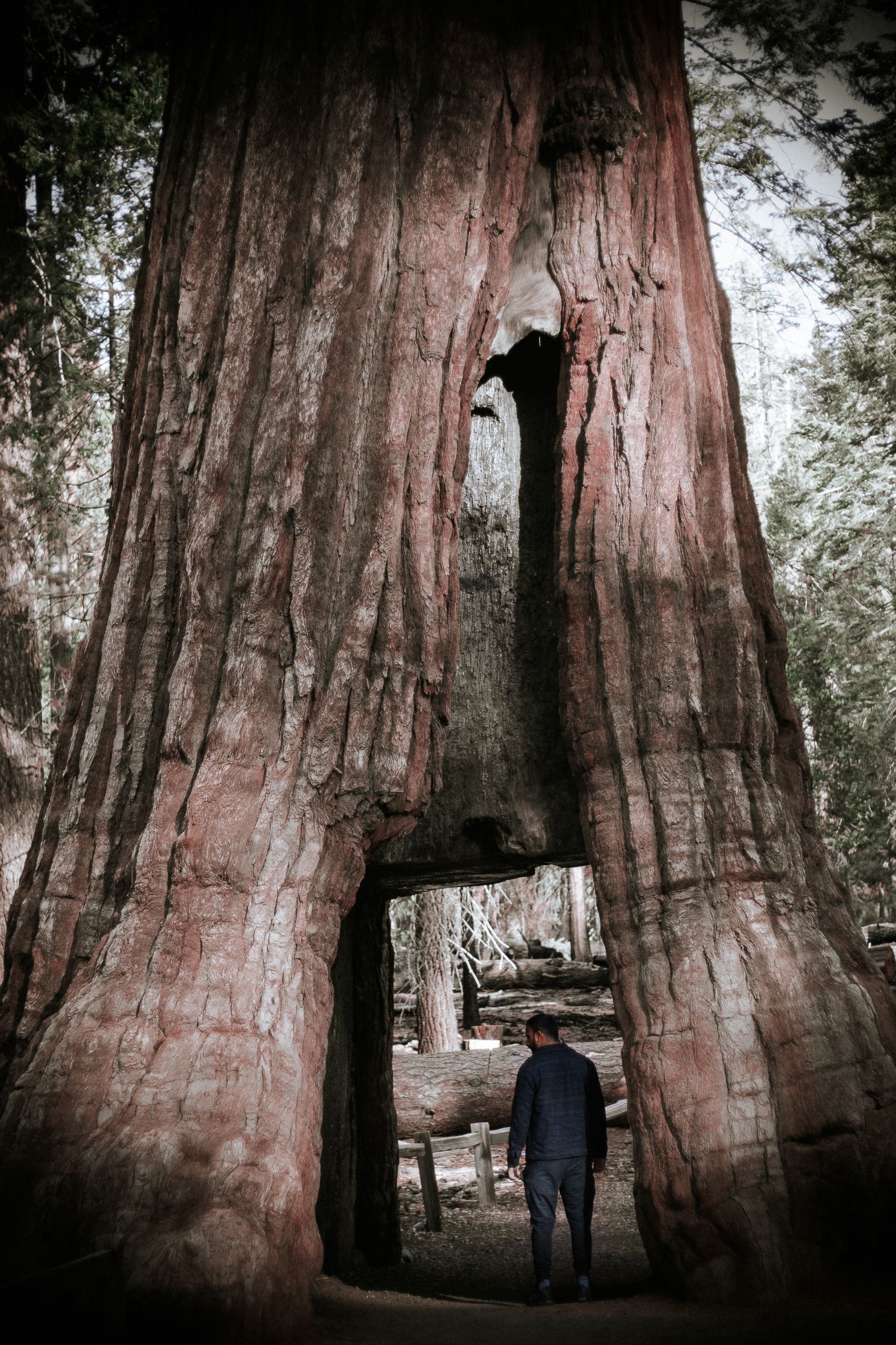a man is standing in front of a large tree with a hole in it .