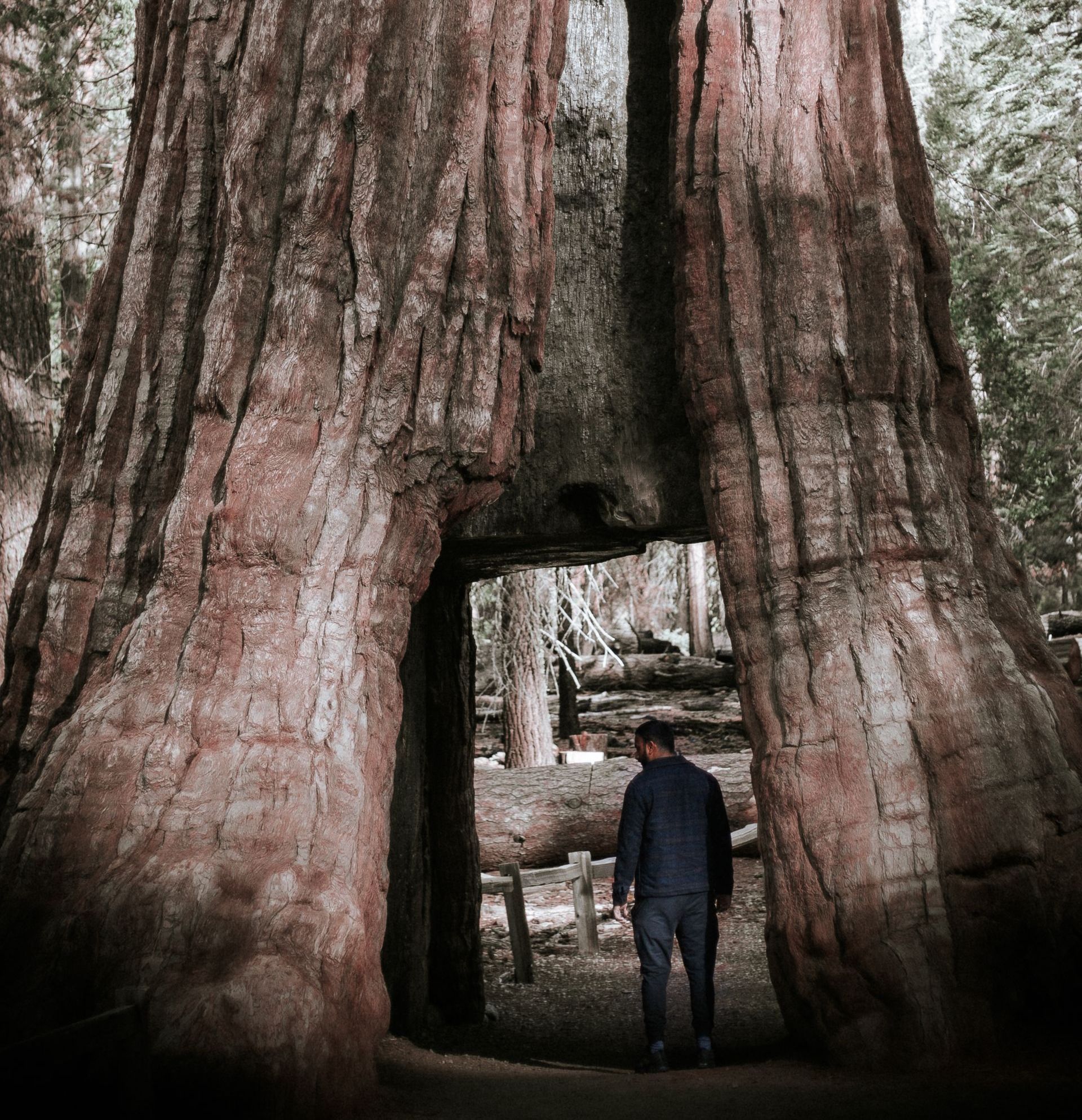 a man is walking through the trunk of a tree