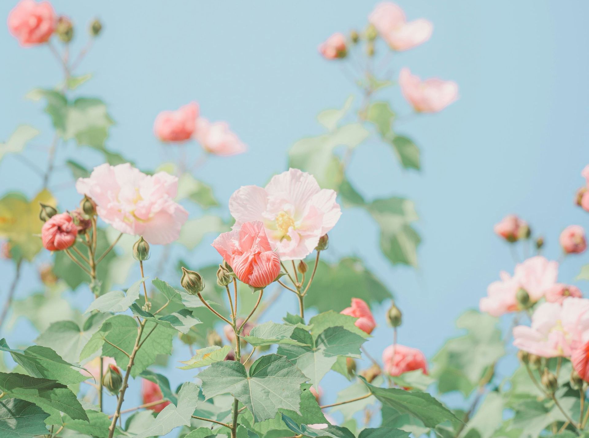 A bunch of pink flowers with green leaves against a blue sky.