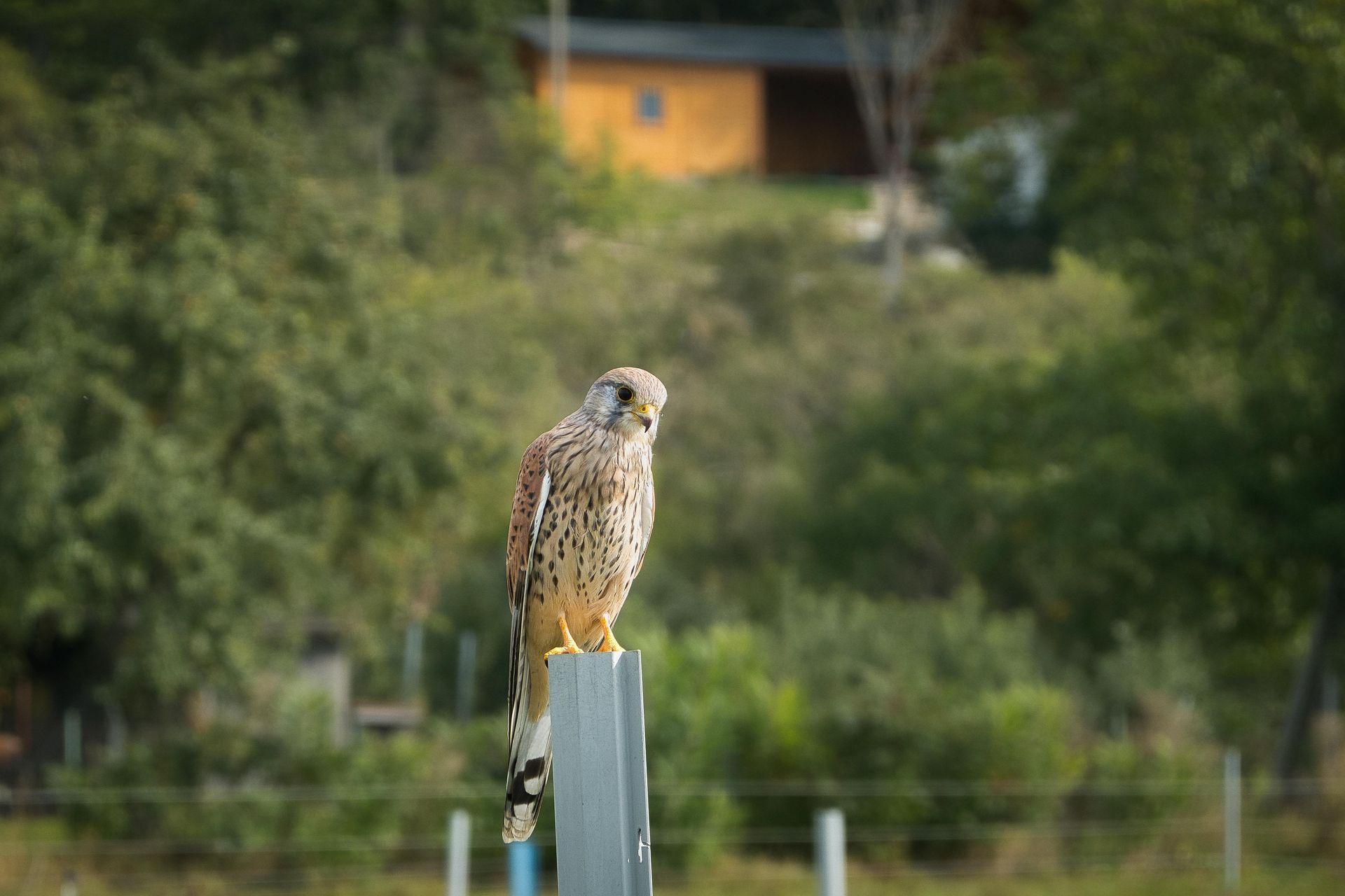 A bird is perched on top of a metal pole.