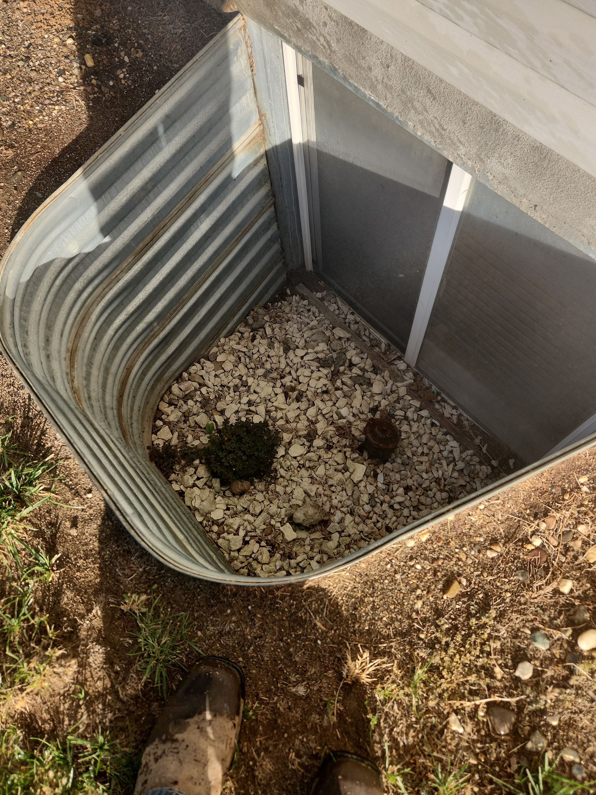 Metal window well with gravel and small plants at the bottom.