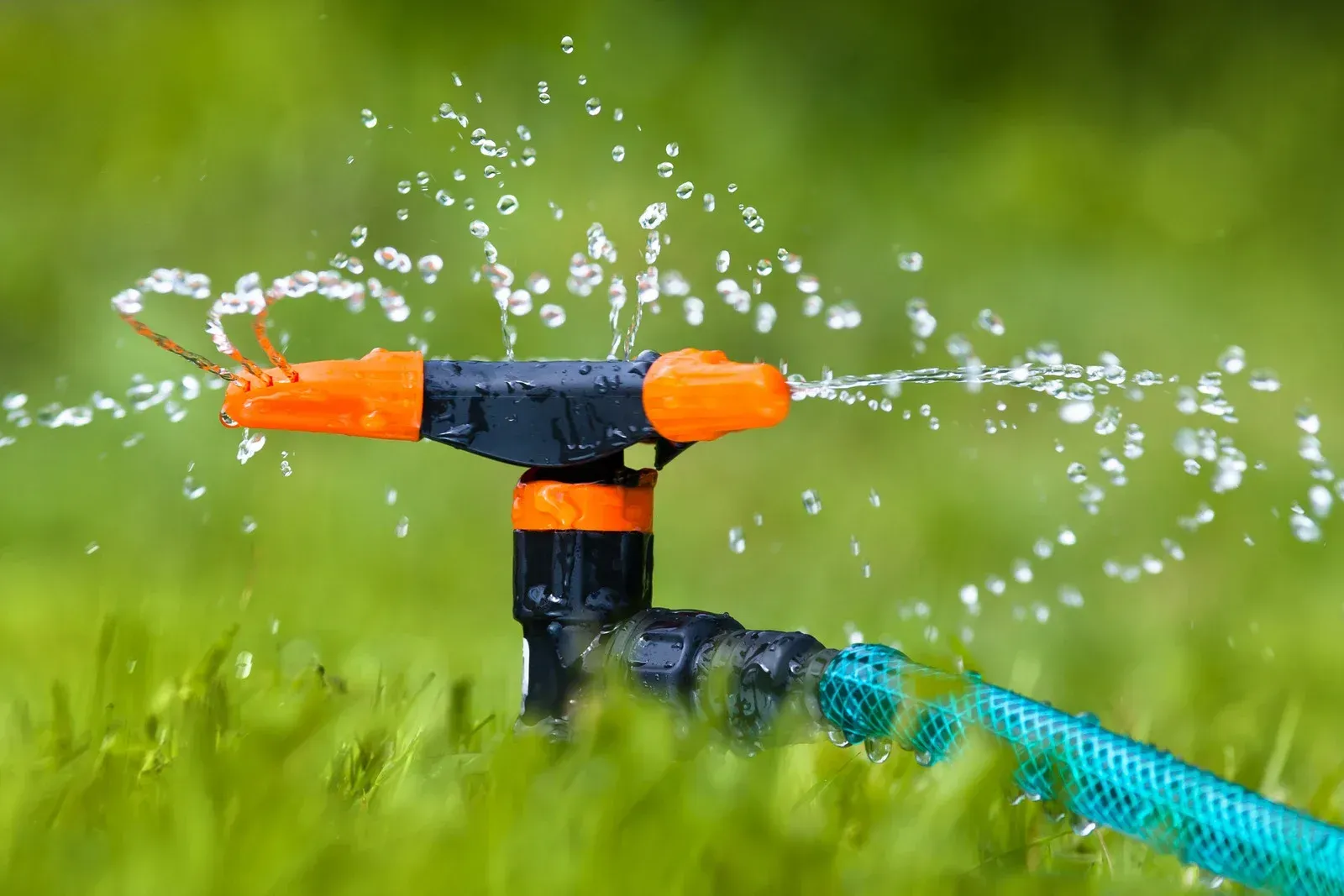 A garden sprinkler spraying water on green grass. Orange and black sprinkler head. Blue hose.