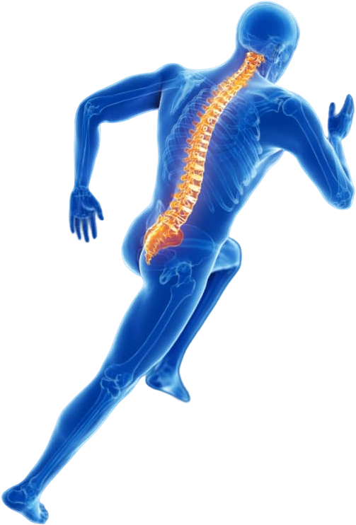 A skeleton of a man running with a spine highlighted