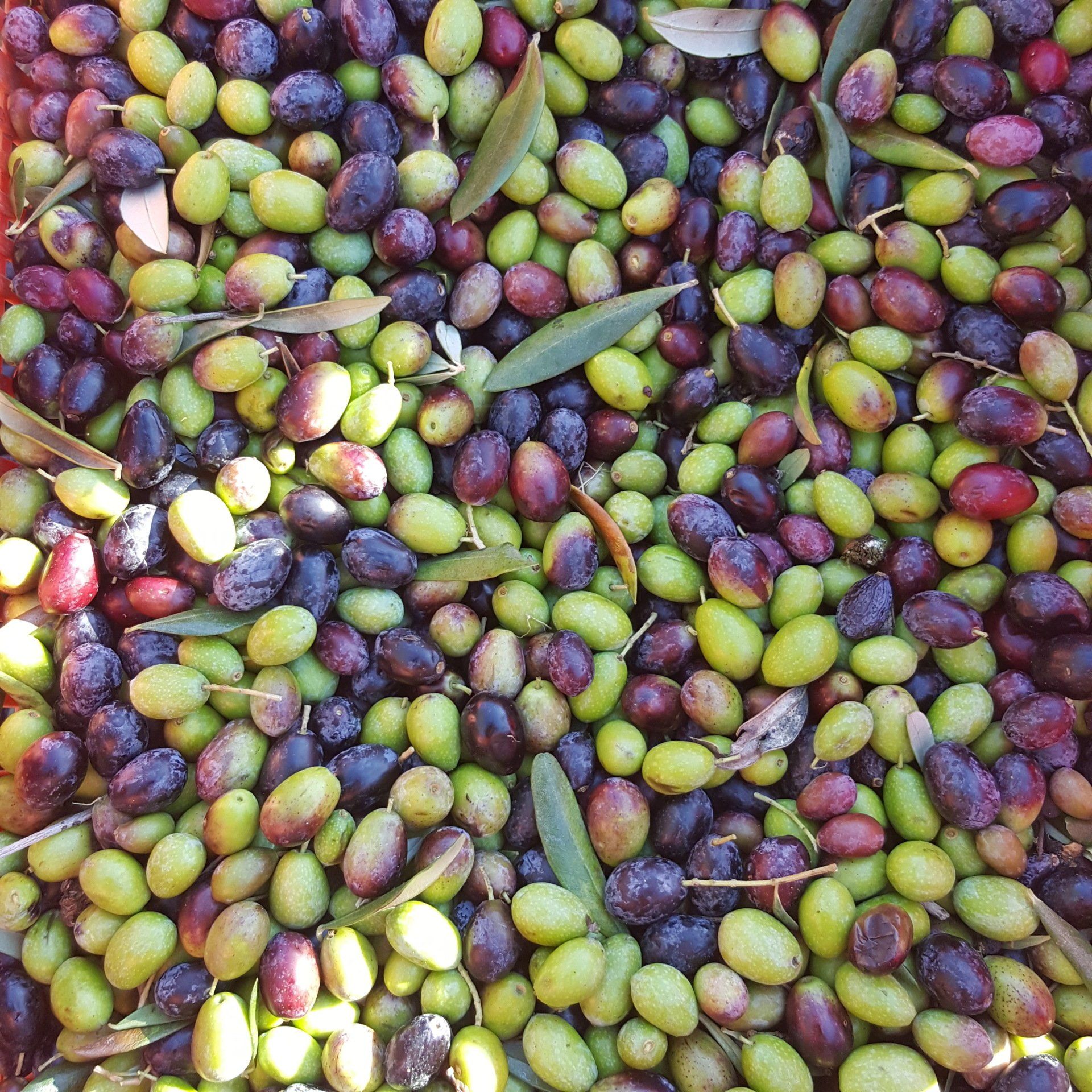 Olive fresche appena raccolte a Podere