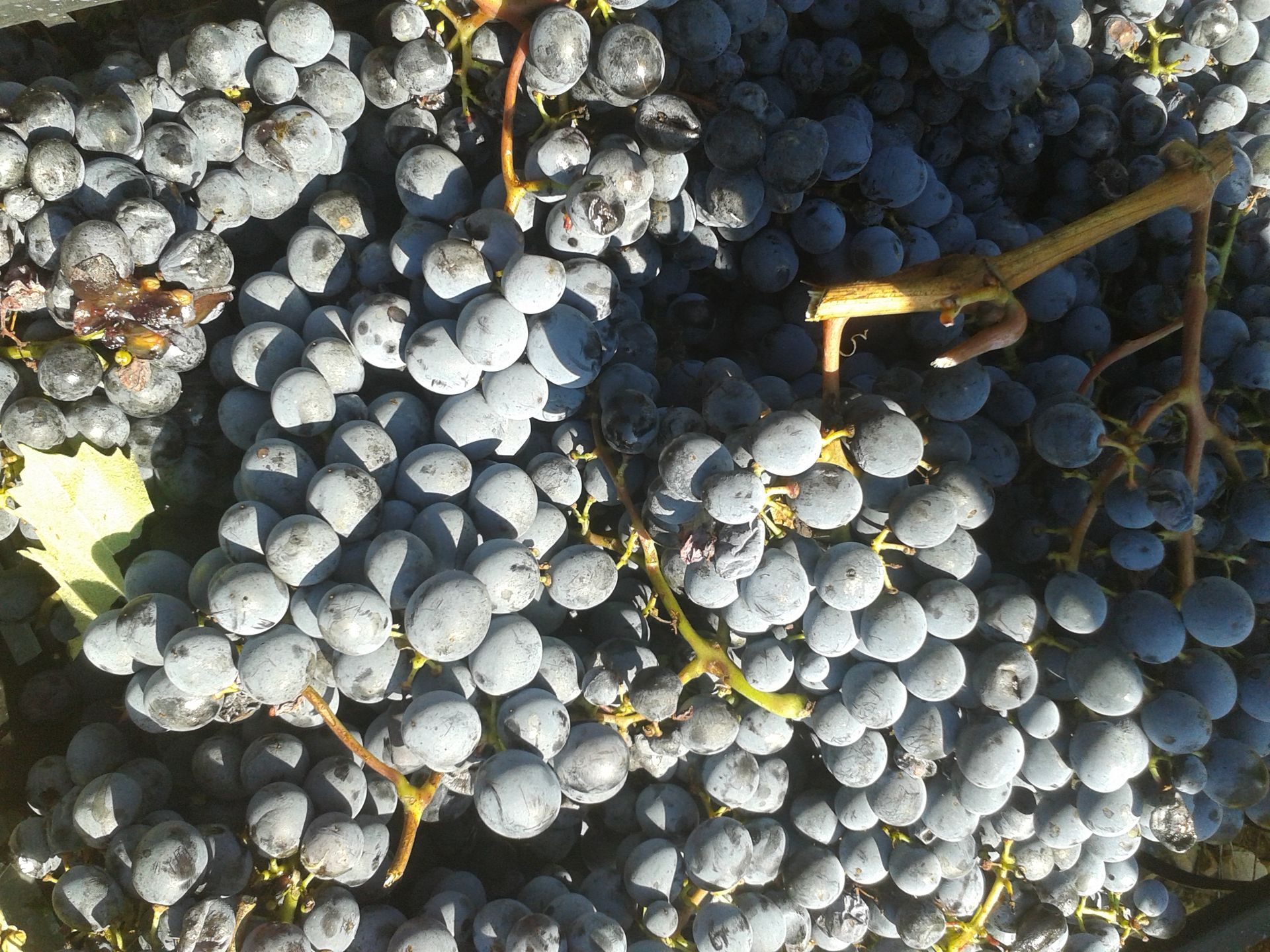 Grappoli di uva a San  Pierino