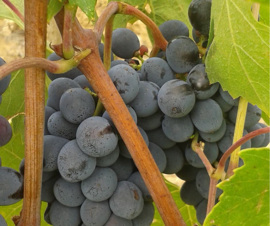 Grappolo di San Giovese a San Pierino.