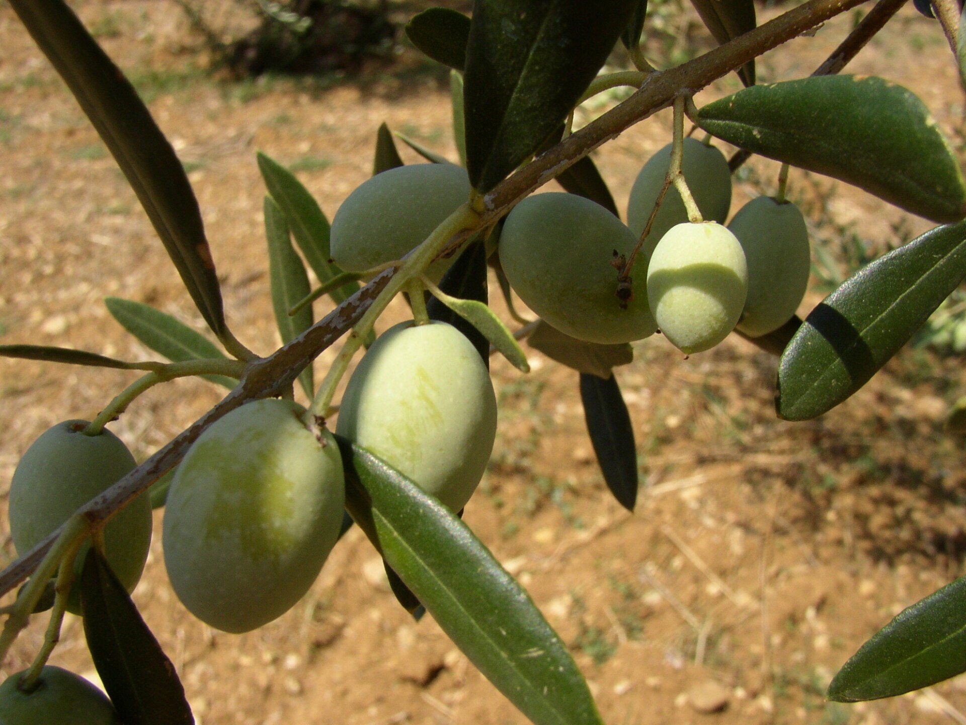 Olive sull'albero a Podere San Pierino