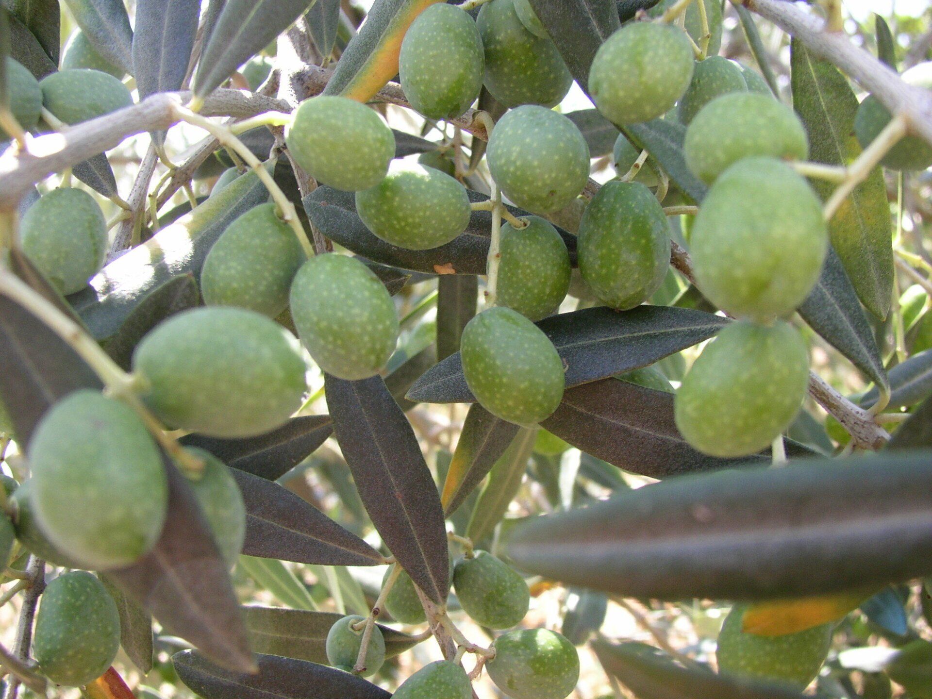 Grappolo di olive a Podere San Pierino