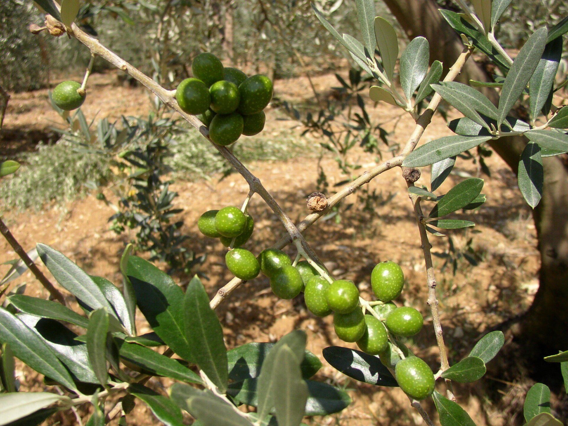 Olive a Podere San Pierino