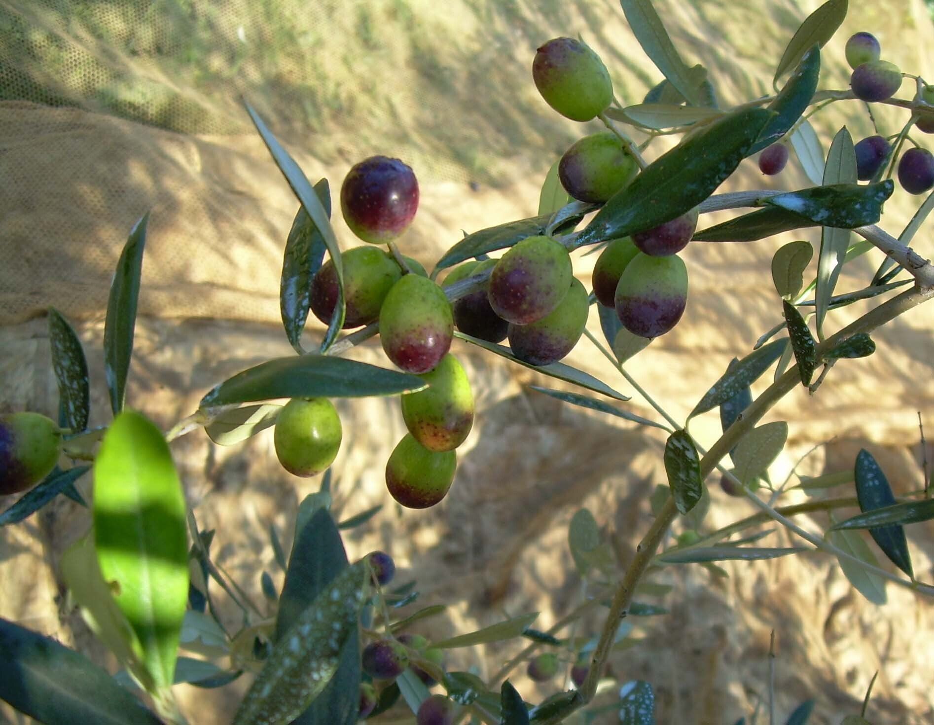 Olive varietà 