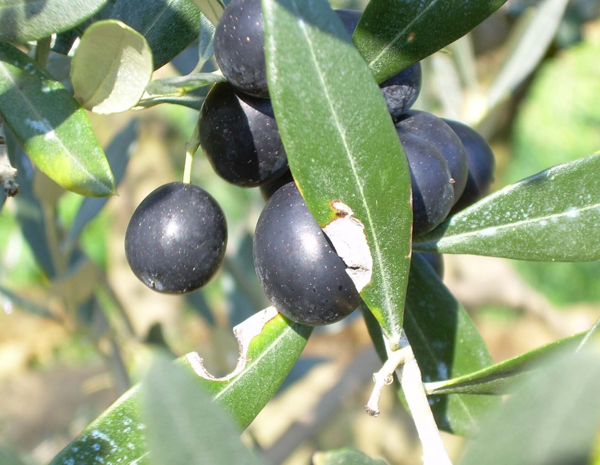 Podere San Pierino - Grappolo di olive nere.