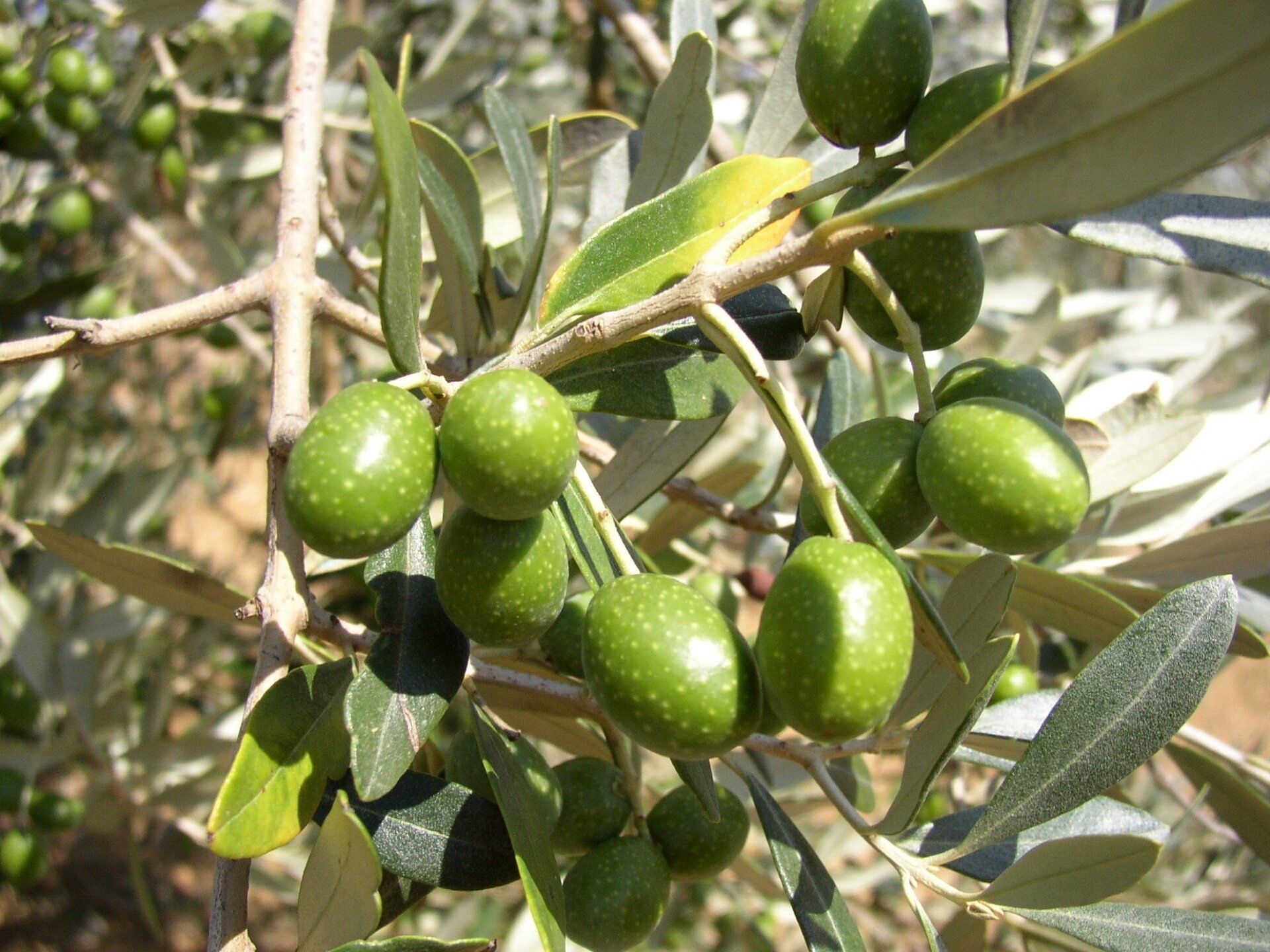 Olive verdi a San Pierino