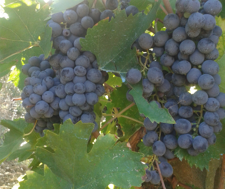 Grappoli di uva matura nelle vigne di San Pierino