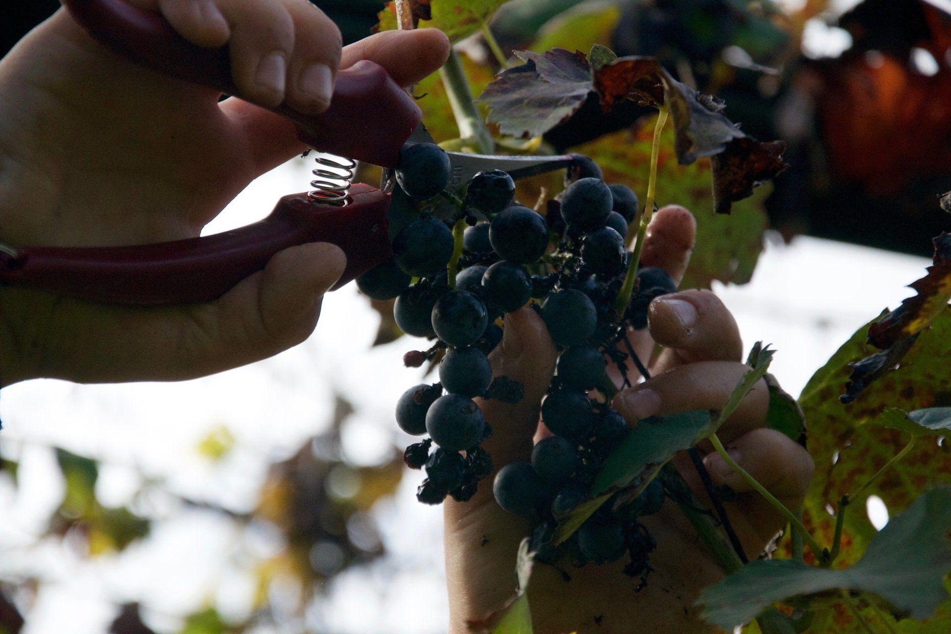 Mani con forbici e grappolo di uva vendemmia a San Pierino