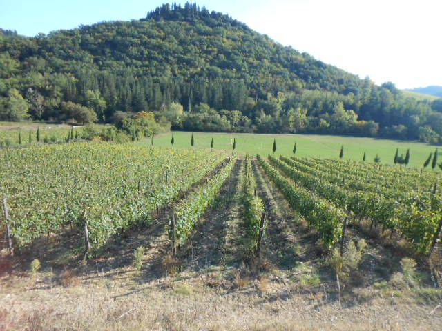 Vigna a San Pierino