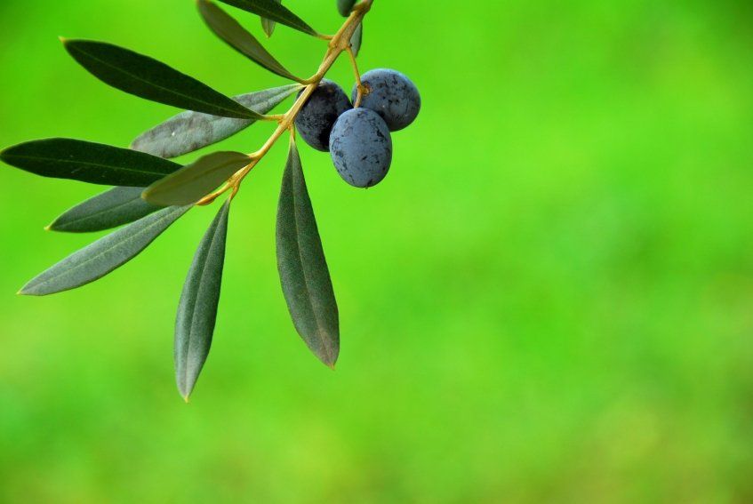 Grappolo di olive a Podere San Pierino