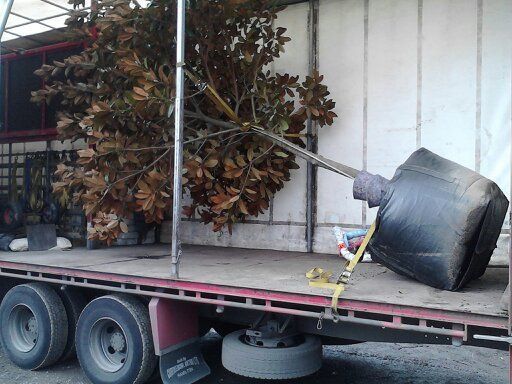 Tree on side in road freight truck in Wanganui