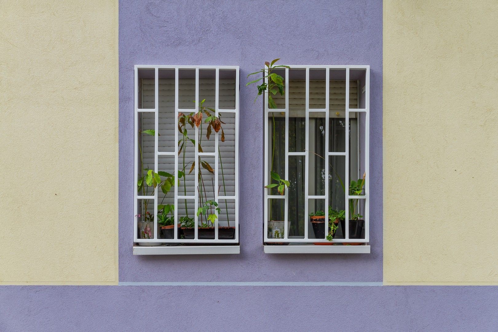 Due finestre su un edificio viola e bianco con piante in vaso al loro interno