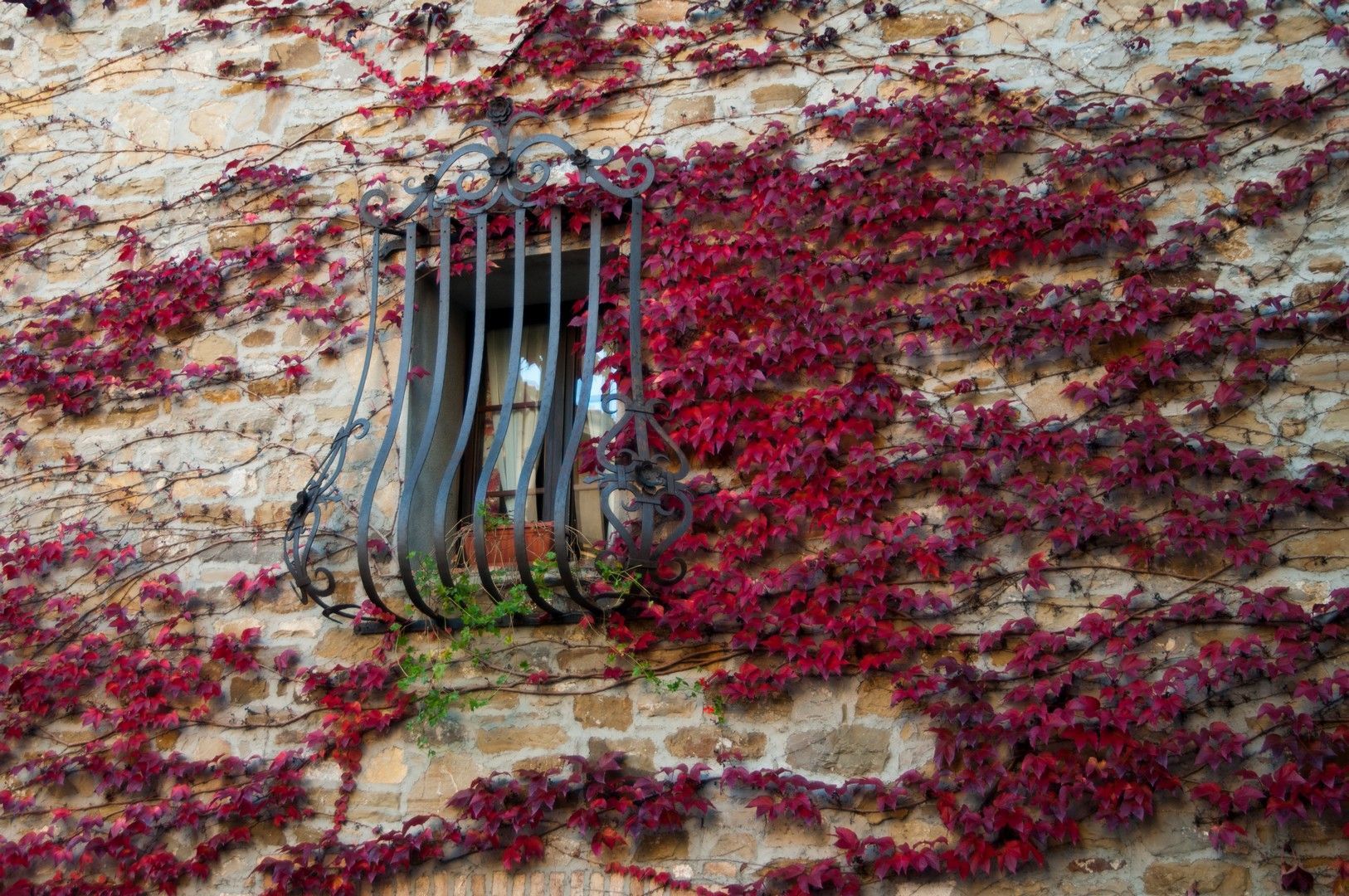 Una finestra con una grata in ferro battuto è circondata da foglie rosse su un muro di mattoni.