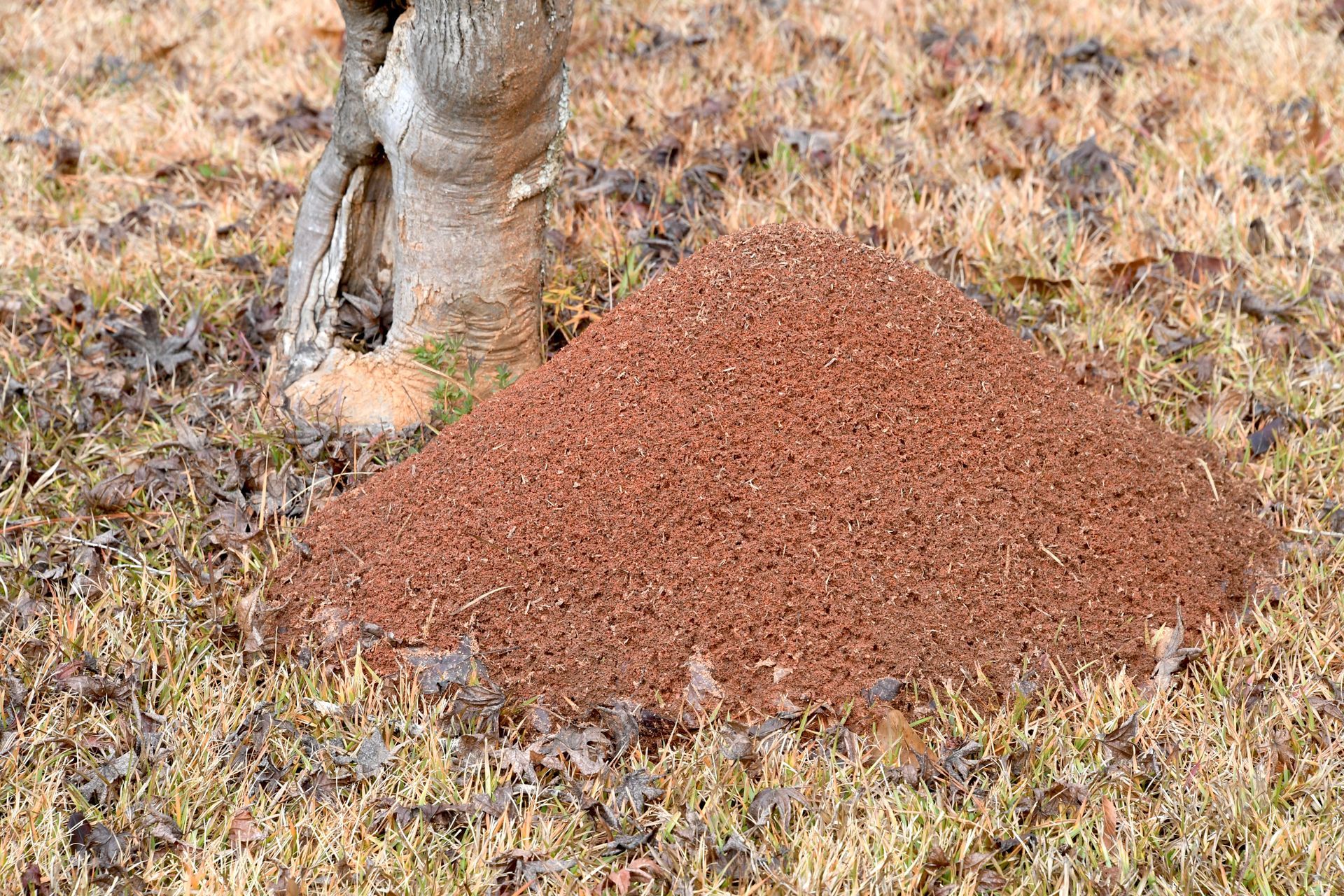 ant control near me in lagrange ga