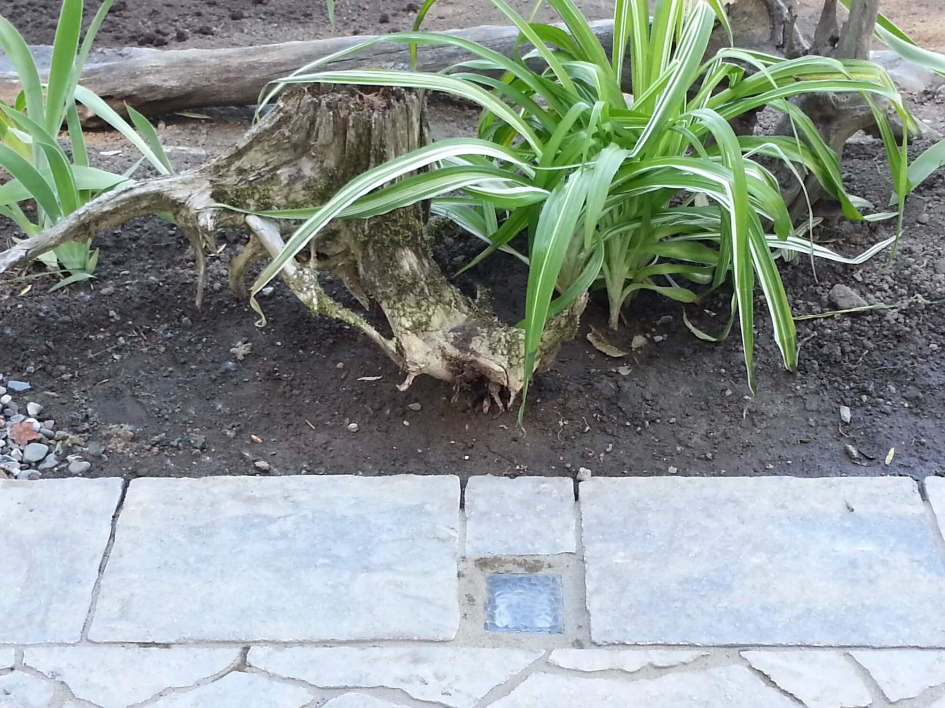 Une souche d'arbre est entourée de plantes dans un jardin
