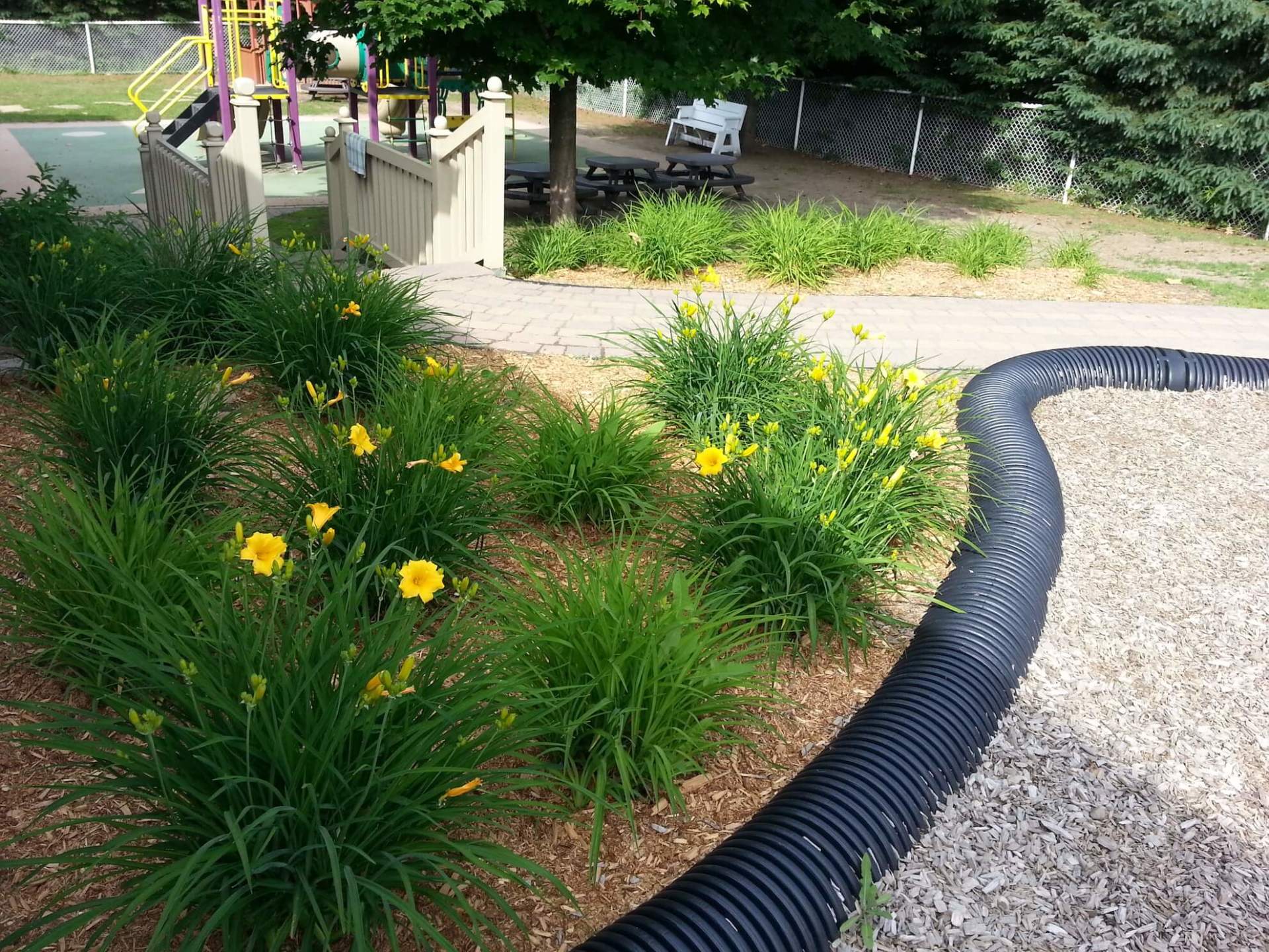 Un tuyau noir traverse un jardin avec des fleurs jaunes