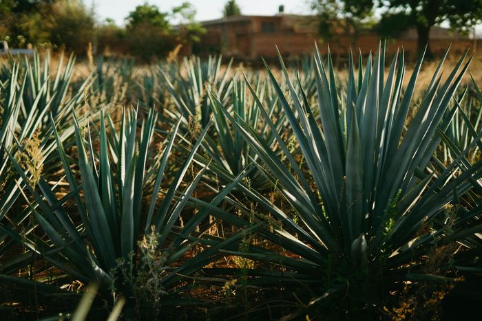 Un campo de plantas de agave con una casa al fondo.