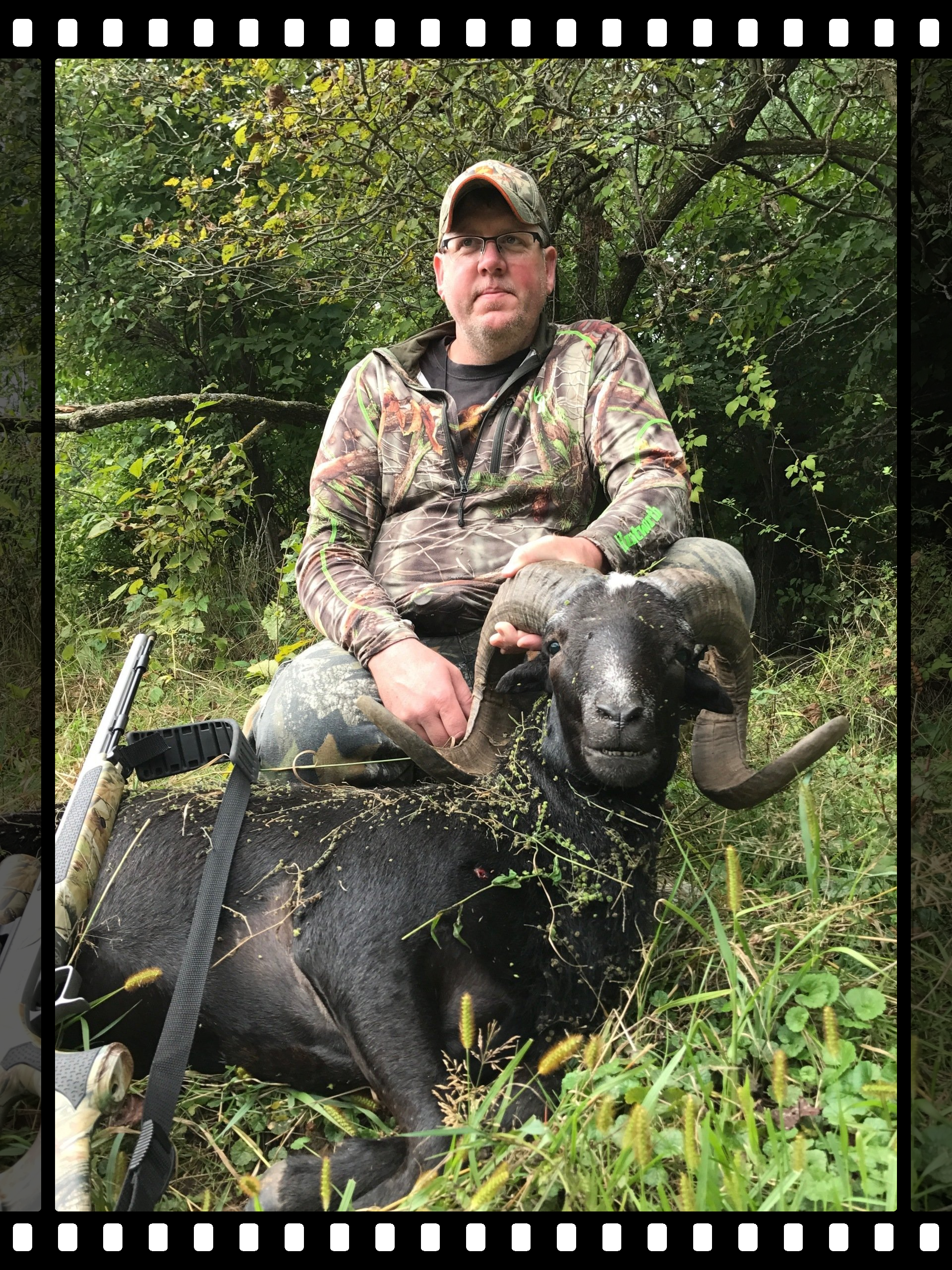ram hunts, mouflon, Corsican, Hawaiian, Texas Dall Sheep