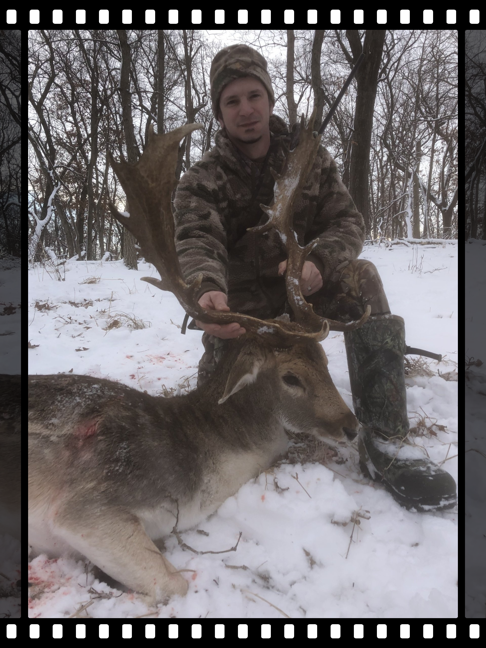Exotic animal hunt, fallow deer, sika deer, Hog hunting
