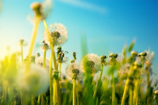 A field of dandelions against a blue sky on a sunny day.