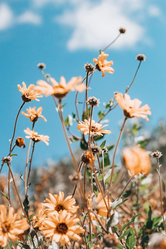 Yellow flowers reaching toward a bright blue sky with scattered clouds.