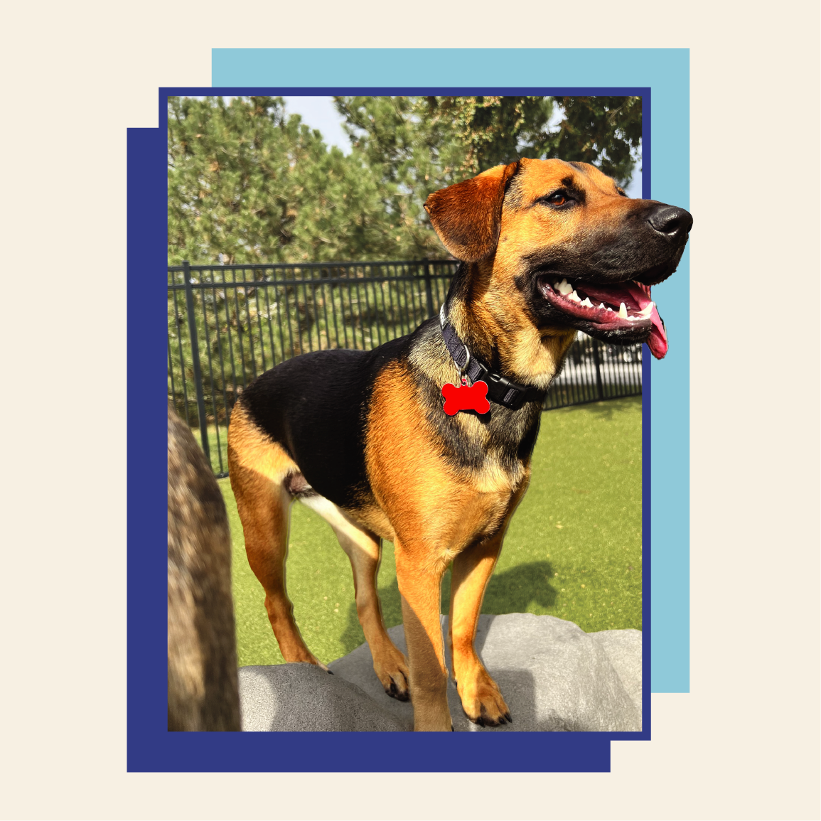 A black and tan dog with a red bone-shaped tag stands on a gray surface in front of a green fence.