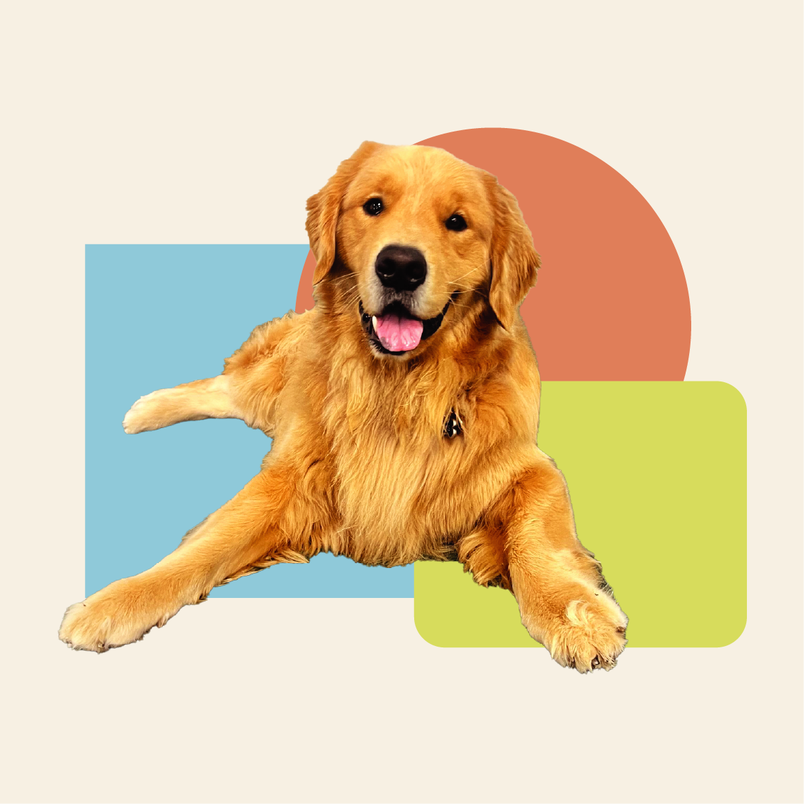A golden retriever lying down with its tongue out against a background of a blue square, orange circle, and lime square.