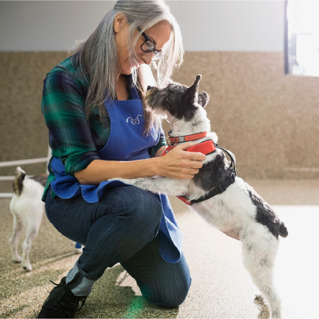A person kneeling and smiling while gently interacting with a small, black-and-white dog wearing a red harness.