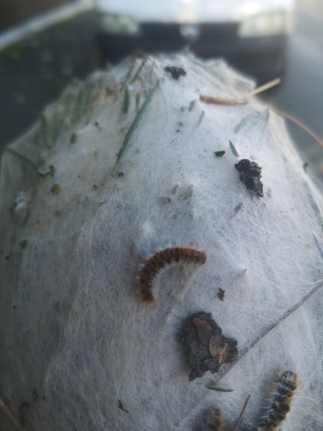 Chenille processionnaire du pin : dégâts, destruction et traitements