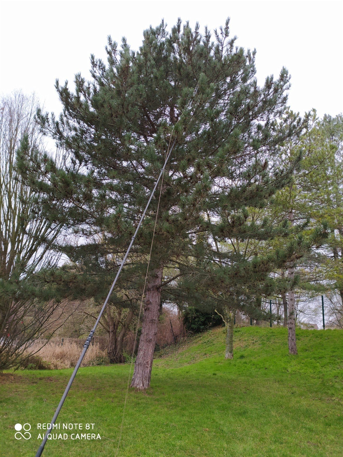 echenillage d'un pin