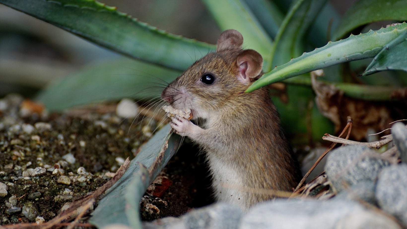 Souris dans un jardin d'un particulier