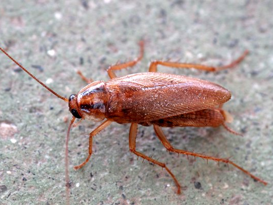 Un cafard rampe sur une surface verte.
