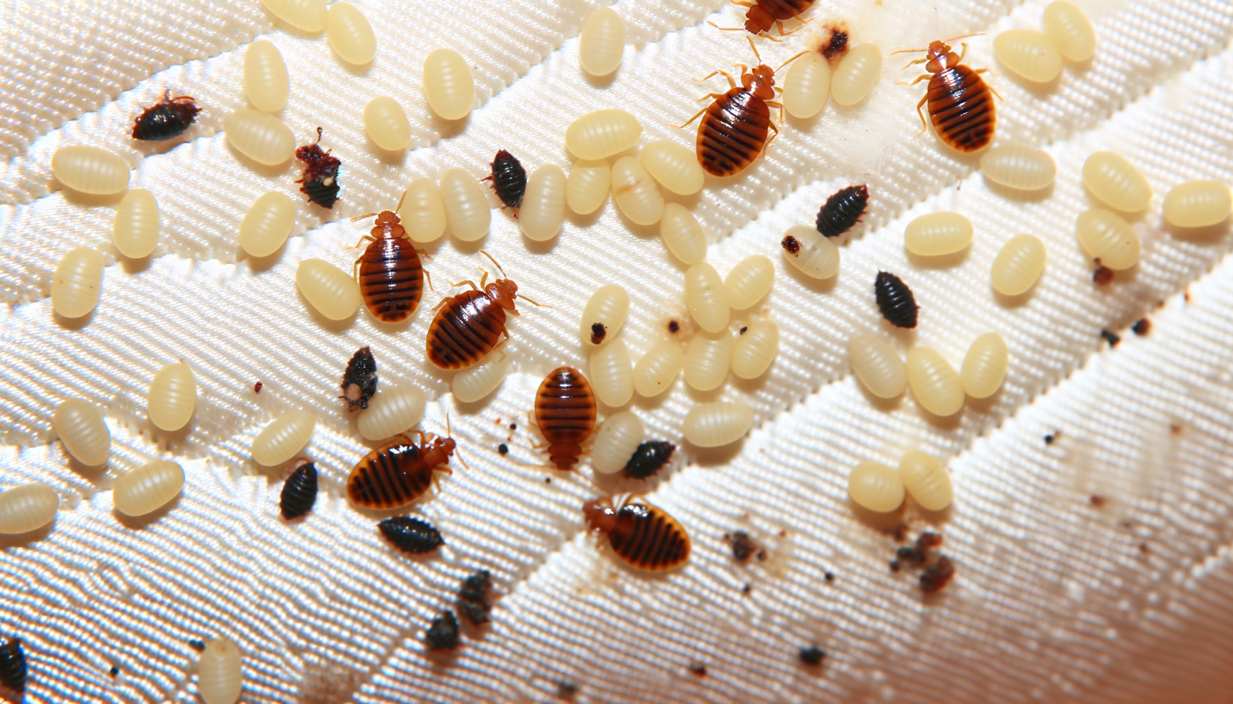 œufs de punaises de lit sur un matelas