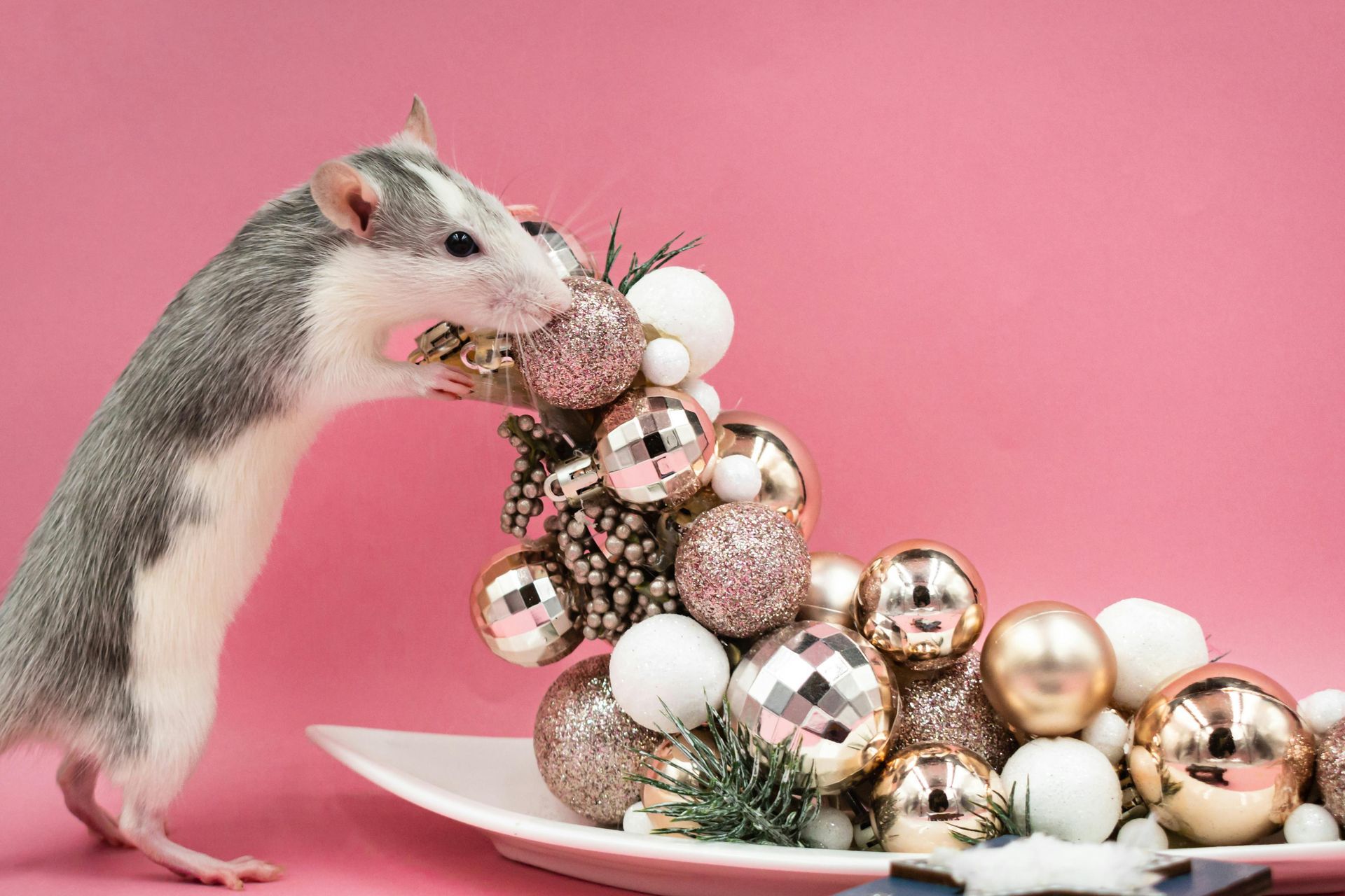 rat qui joue avec des boules de Noel