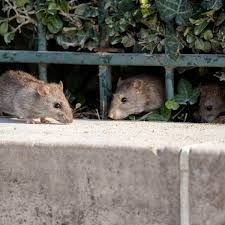 Deux rats sur un muret face à face 