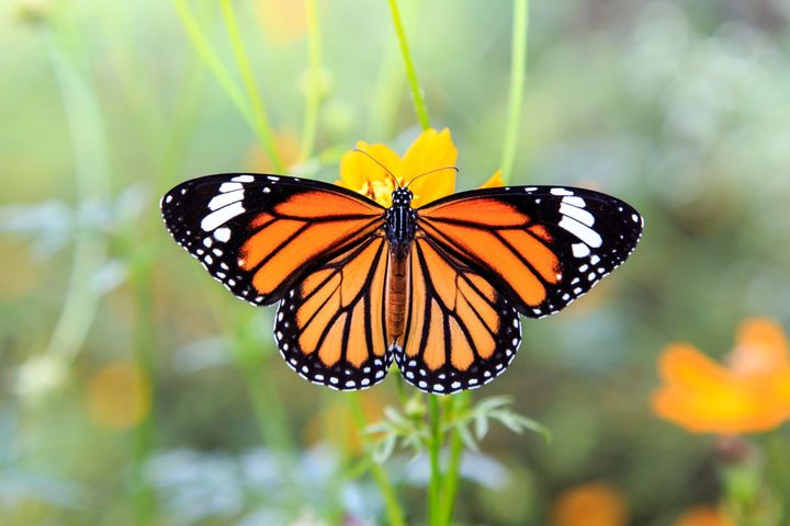 Monarch Butterfly shown on a yellow flower